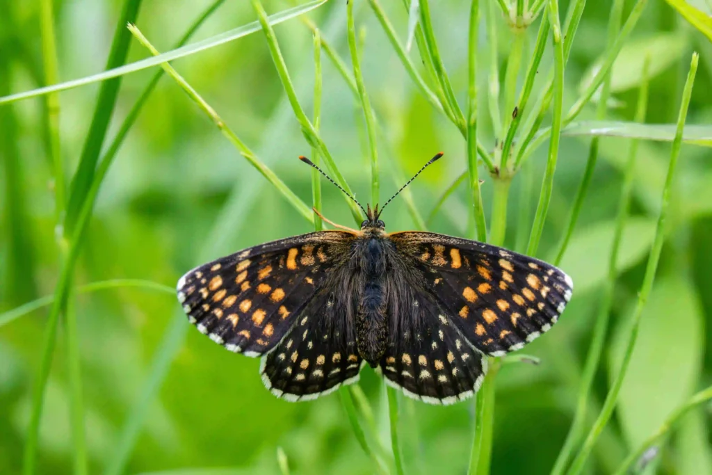 Environmental Degradation and Biodiversity Loss