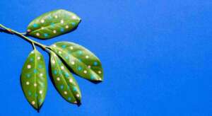 Fig Leaves in Art and Iconography.